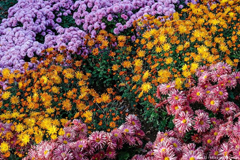 Chrysanthemums - foto