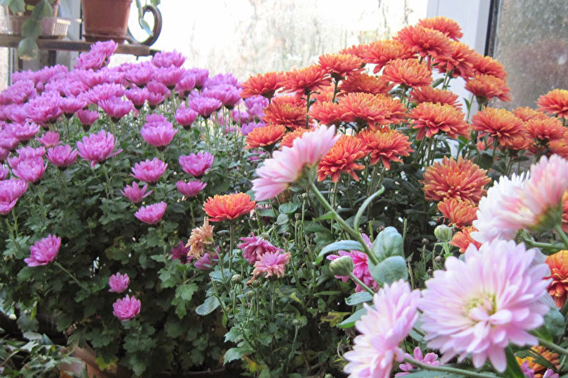 Chrysanthemums - foto