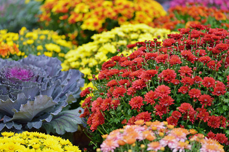 Chrysanthemums - foto