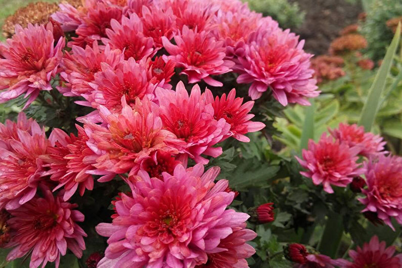 Chrysanthemums - foto