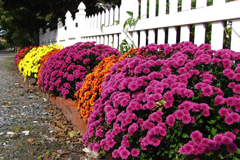 Chrysanthemums - foto