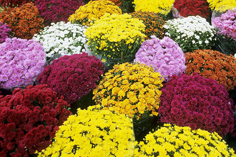 Chrysanthemums - photo