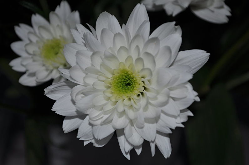 Chrysanthemums - foto