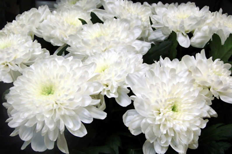 Chrysanthemums - foto