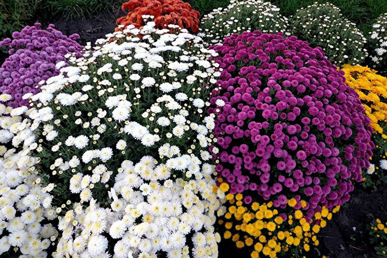 Chrysanthemums - foto