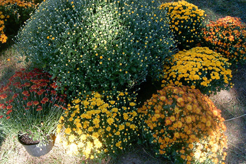 Chrysanthemums - foto