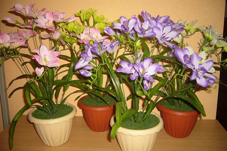 Freesia - Planting og reproduksjon