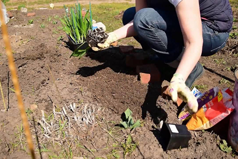 Freesia - Planten en voortplanting