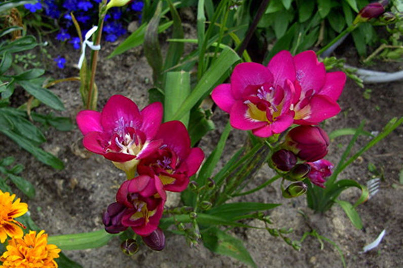 Freesia Care - Suelo