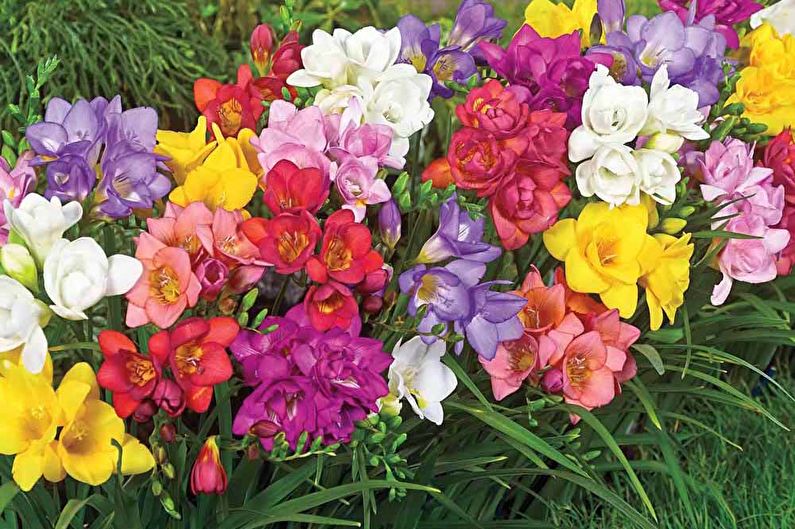 Freesia innen landskapsdesign og blomsterhandel