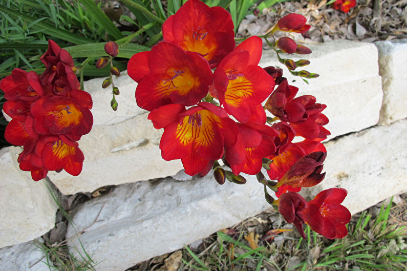 Freesia en aménagement paysager et en fleuristerie