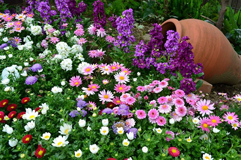 Frésia em paisagismo e floricultura