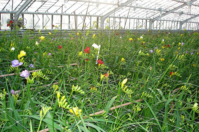 Frésia em paisagismo e floricultura