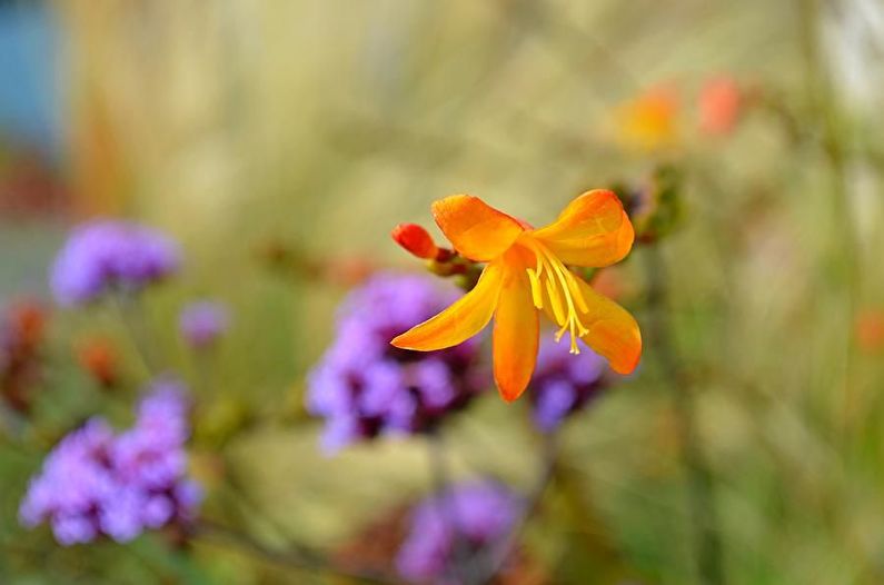 Freesia - photo