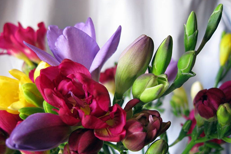 Freesia - foto