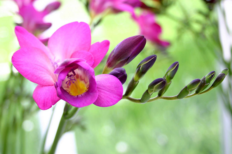 Freesia - foto