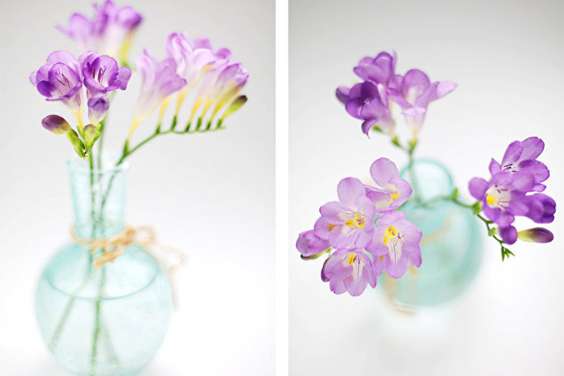 Freesia - photo