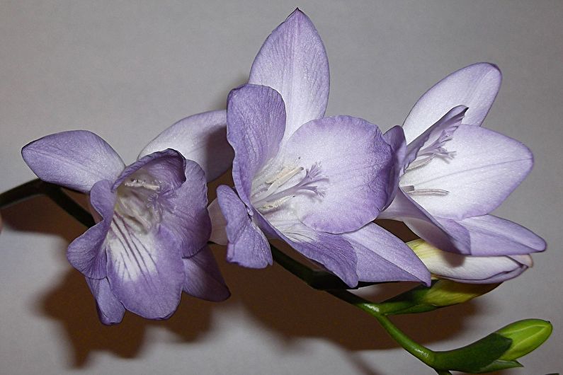 Freesia - foto