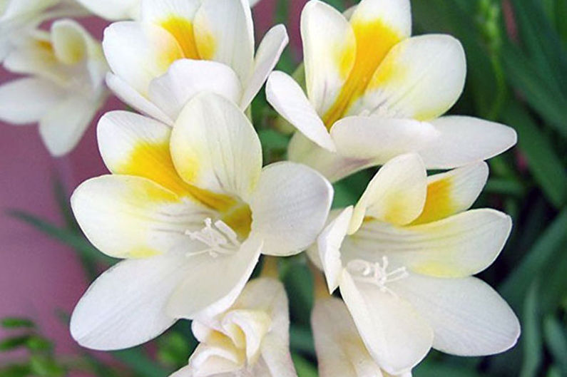 Freesia - photo