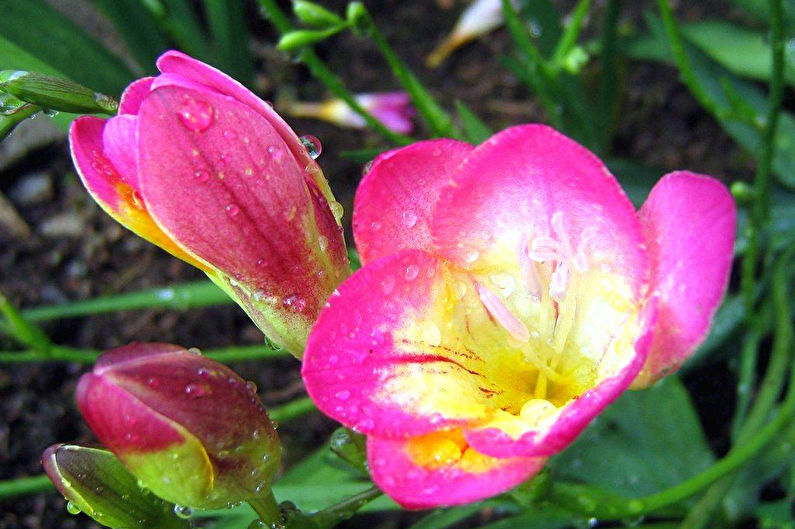 Freesia - foto