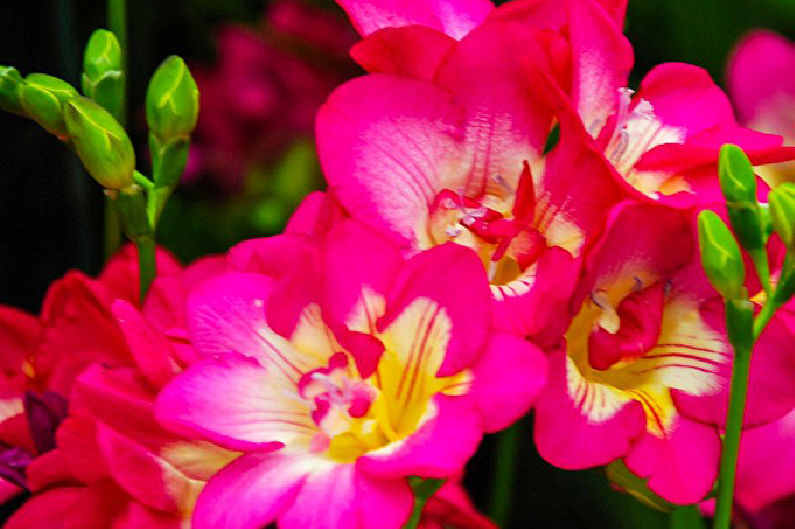 Freesia - photo