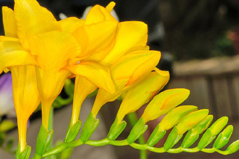 Freesia - foto