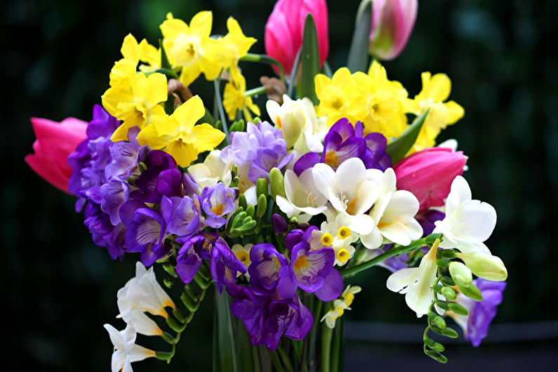 Freesia - photo