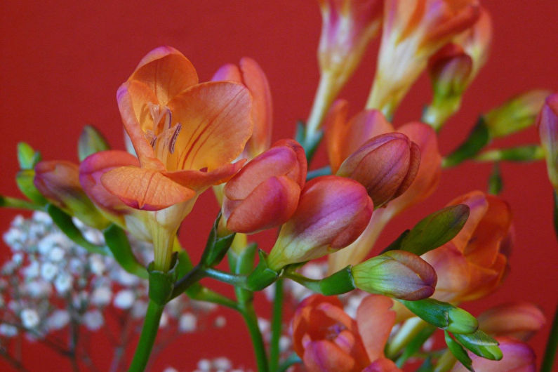 Freesia - photo