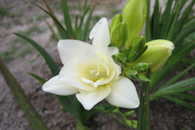 Freesia - foto