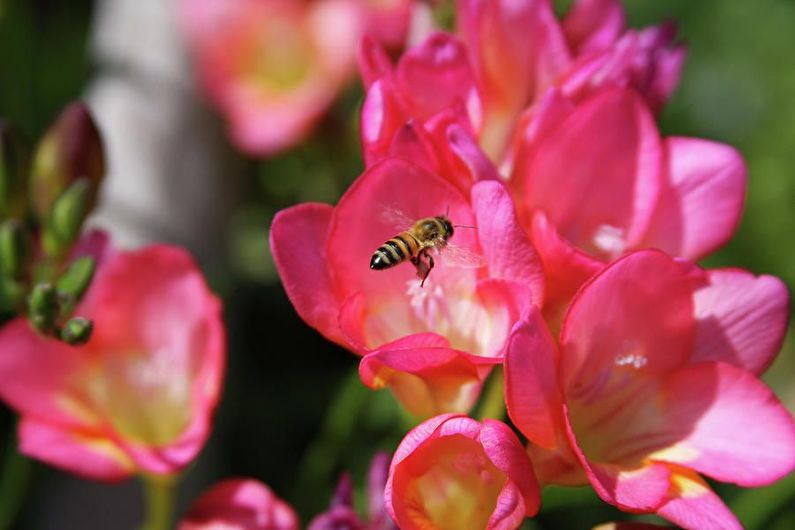 Freesia - foto