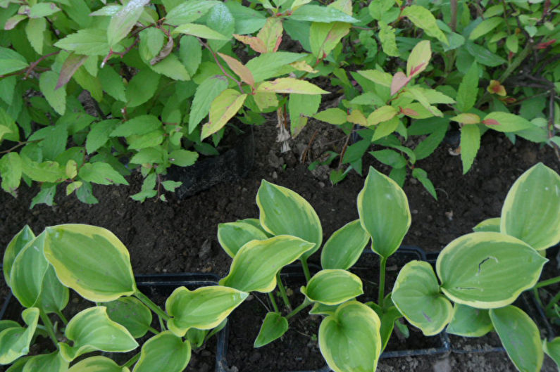 Types of hosts - Ground cover varieties