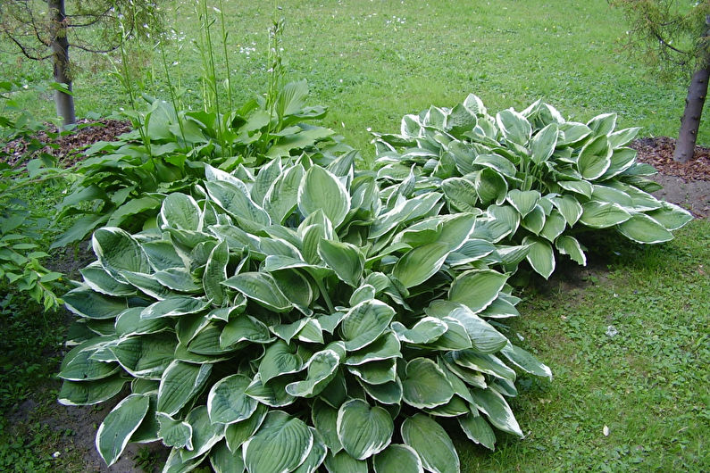 Anfitrião em paisagismo e floricultura