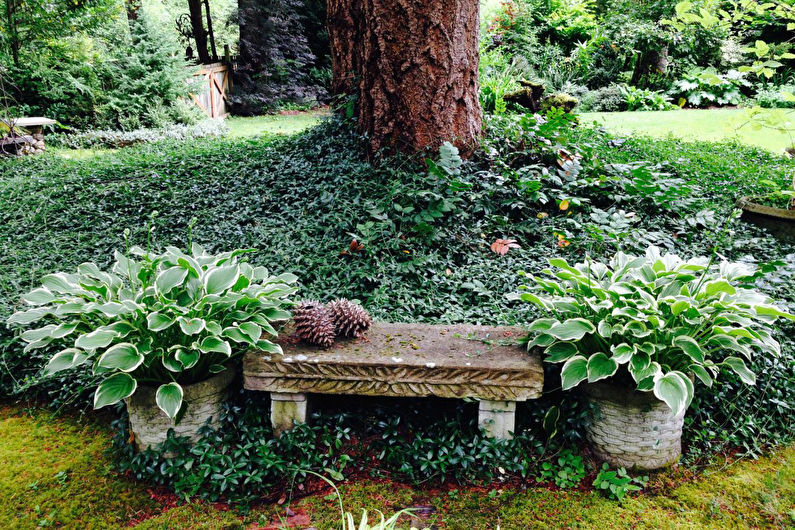 Anfitrião em paisagismo e floricultura