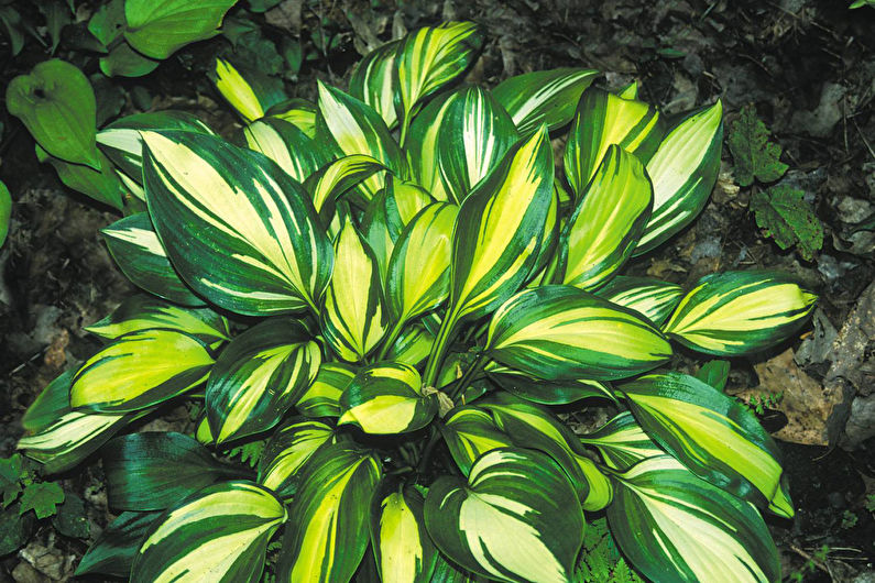 Hosta - larawan