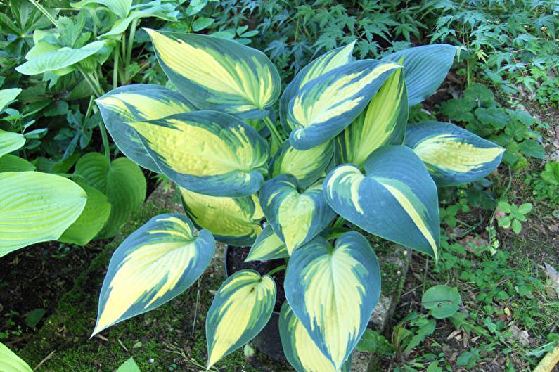 Hosta - nuotrauka