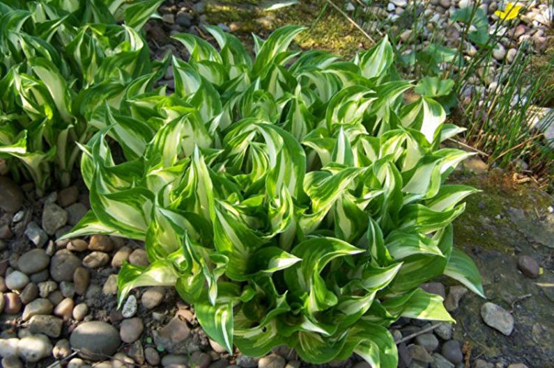 Hosta - zdjęcie