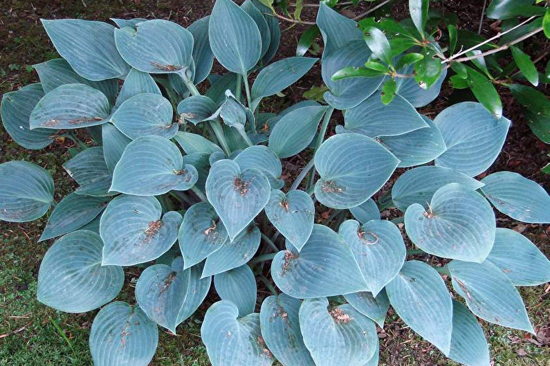 Hosta - fotoğraf