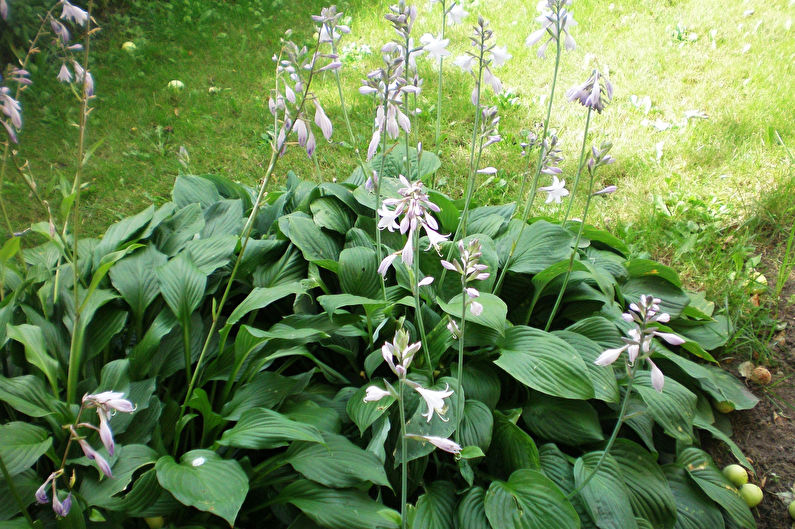 Hosta - gambar