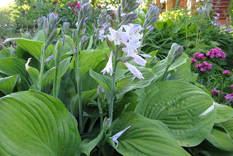 Hosta - fénykép