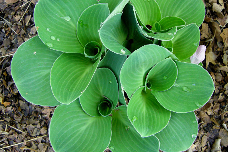 Hosta - nuotrauka