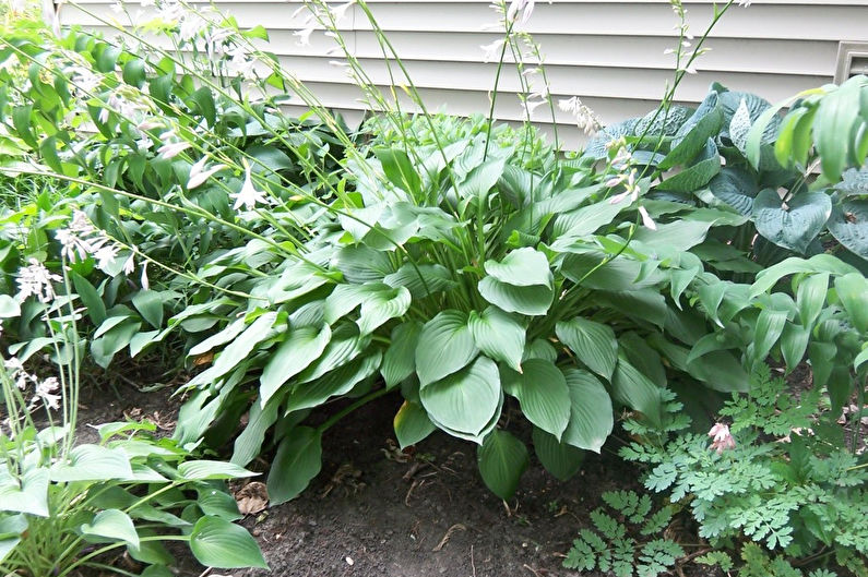 Hosta - fotografie