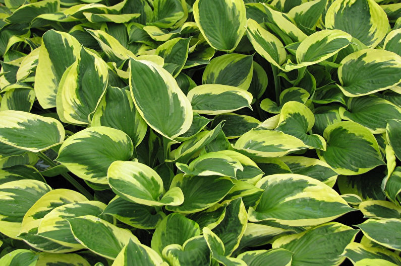 Hosta - photo