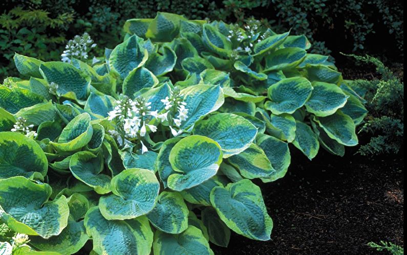 Hosta - nuotrauka