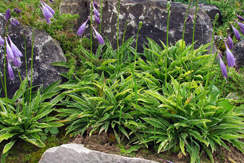 Hosta - fotografie