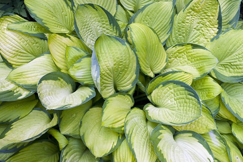 Hosta - nuotrauka