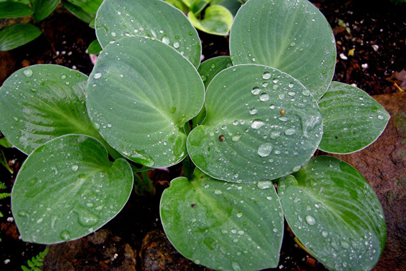 Hosta - fotografia