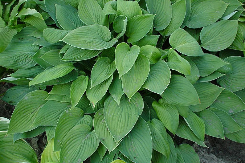 Hosta - fotografie