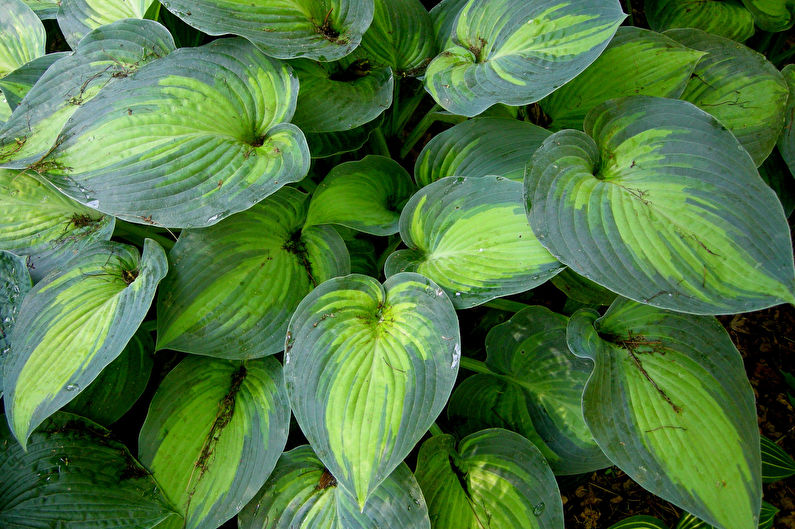 Hosta - fotografia