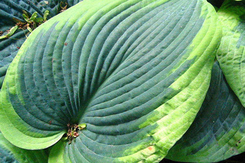 Hosta - photo