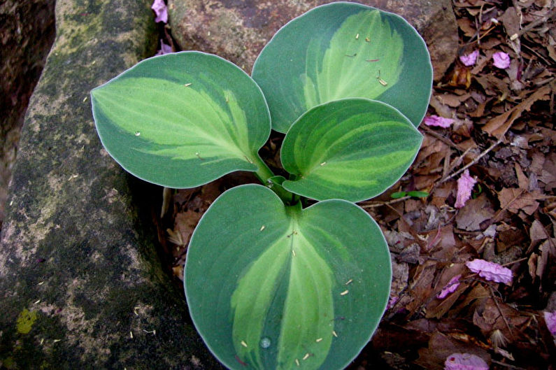 Hosta - foto